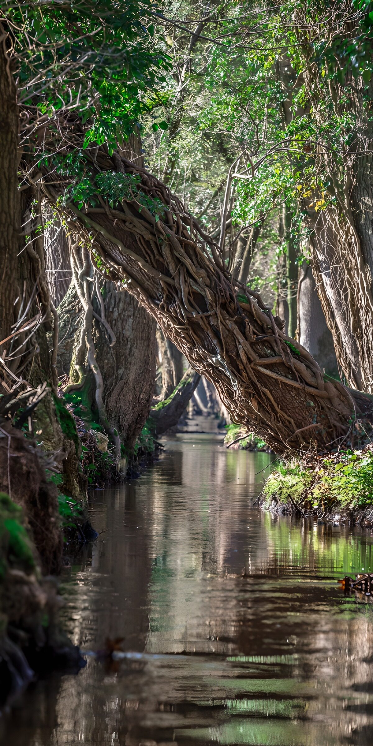 Waldbach unter einem schrägen Baum