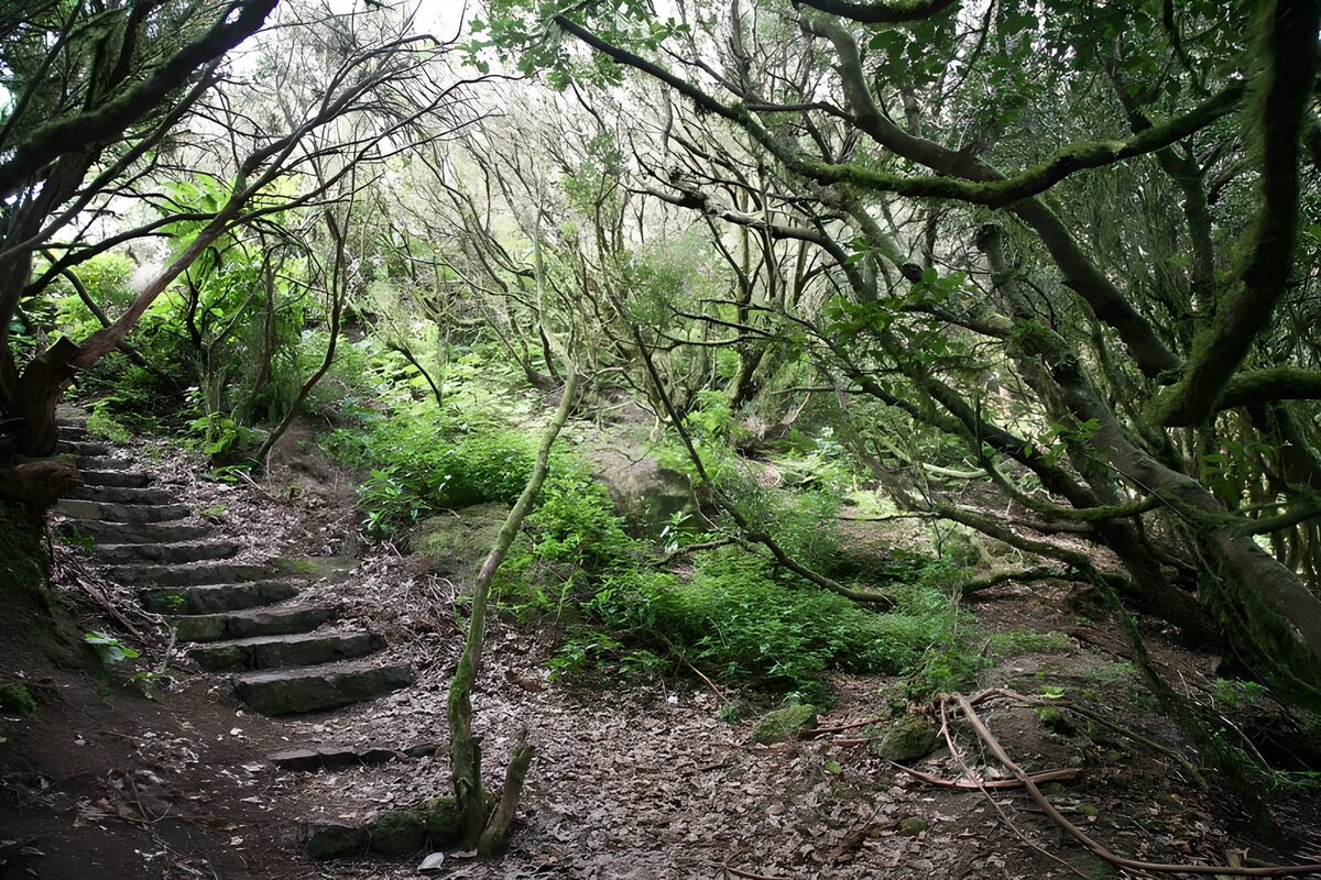 Steintreppe im stillen Wald