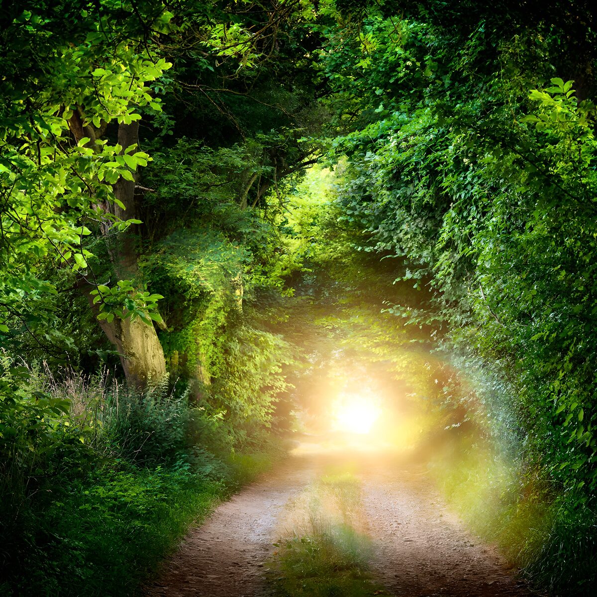 Sandiger Waldweg im warmen Sonnenlicht