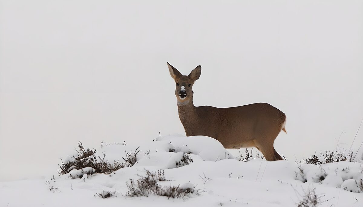 Reh im Schnee mit wachem Blick
