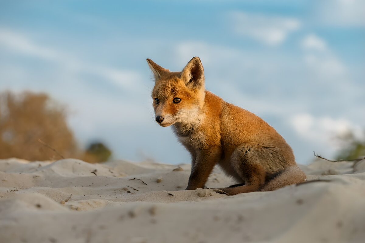 Junger Fuchs auf Sand, still und wach