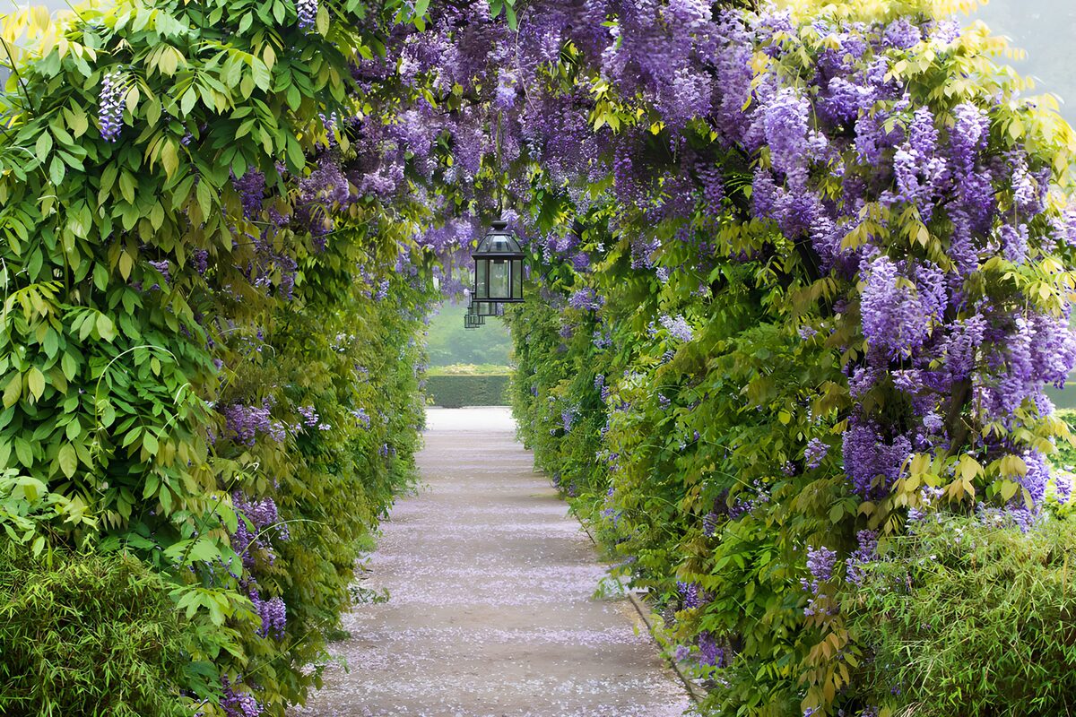 Gartenweg im Schatten des Blauregens