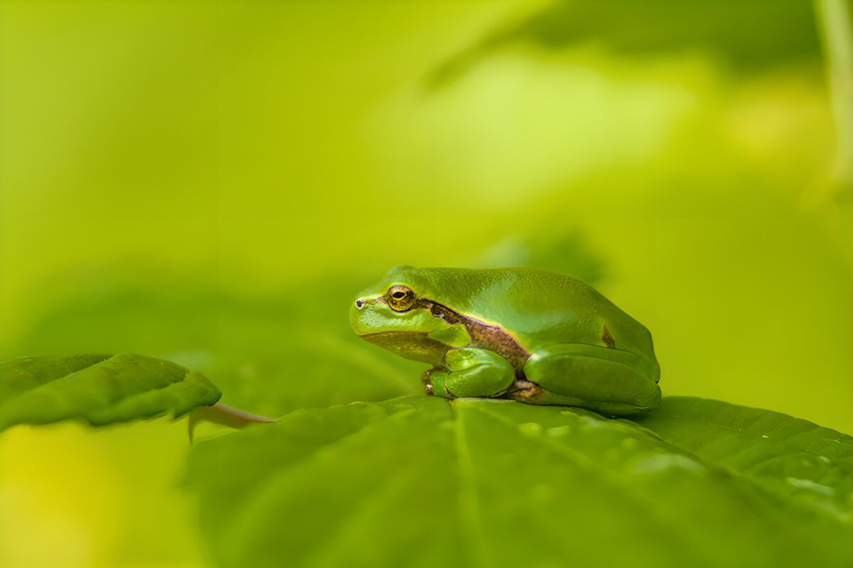 Grüner Frosch auf einem Blatt im Licht