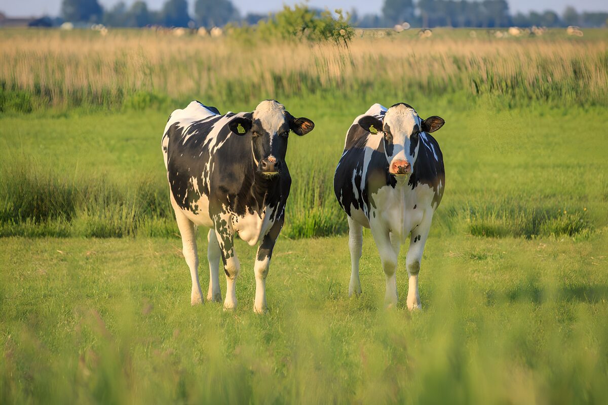 Zwei Kühe auf der sonnigen Weide