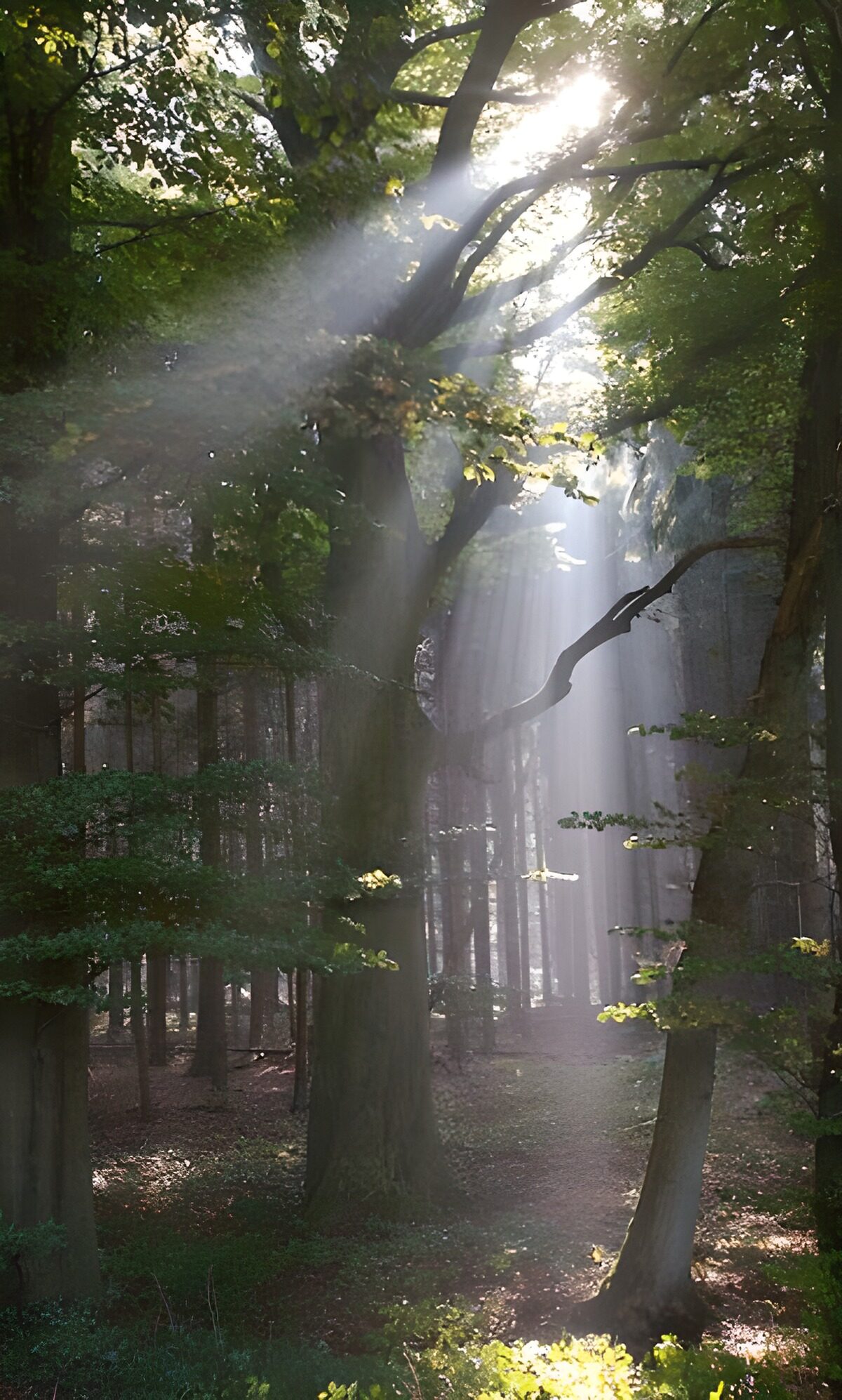 Waldpfad im hellen Sonnenlicht