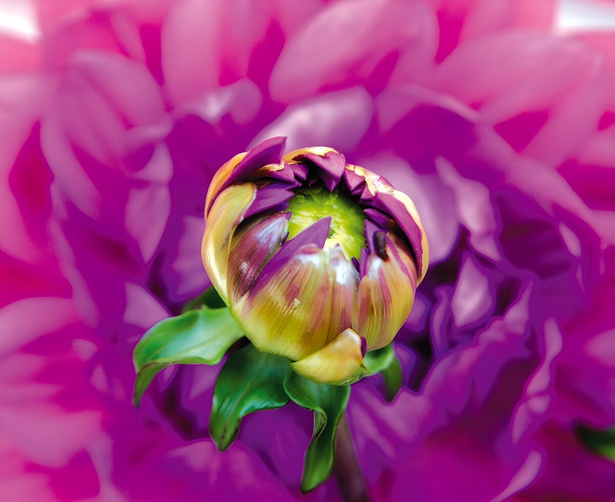 Violette Blütenknospe vor pinkem Farbspiel