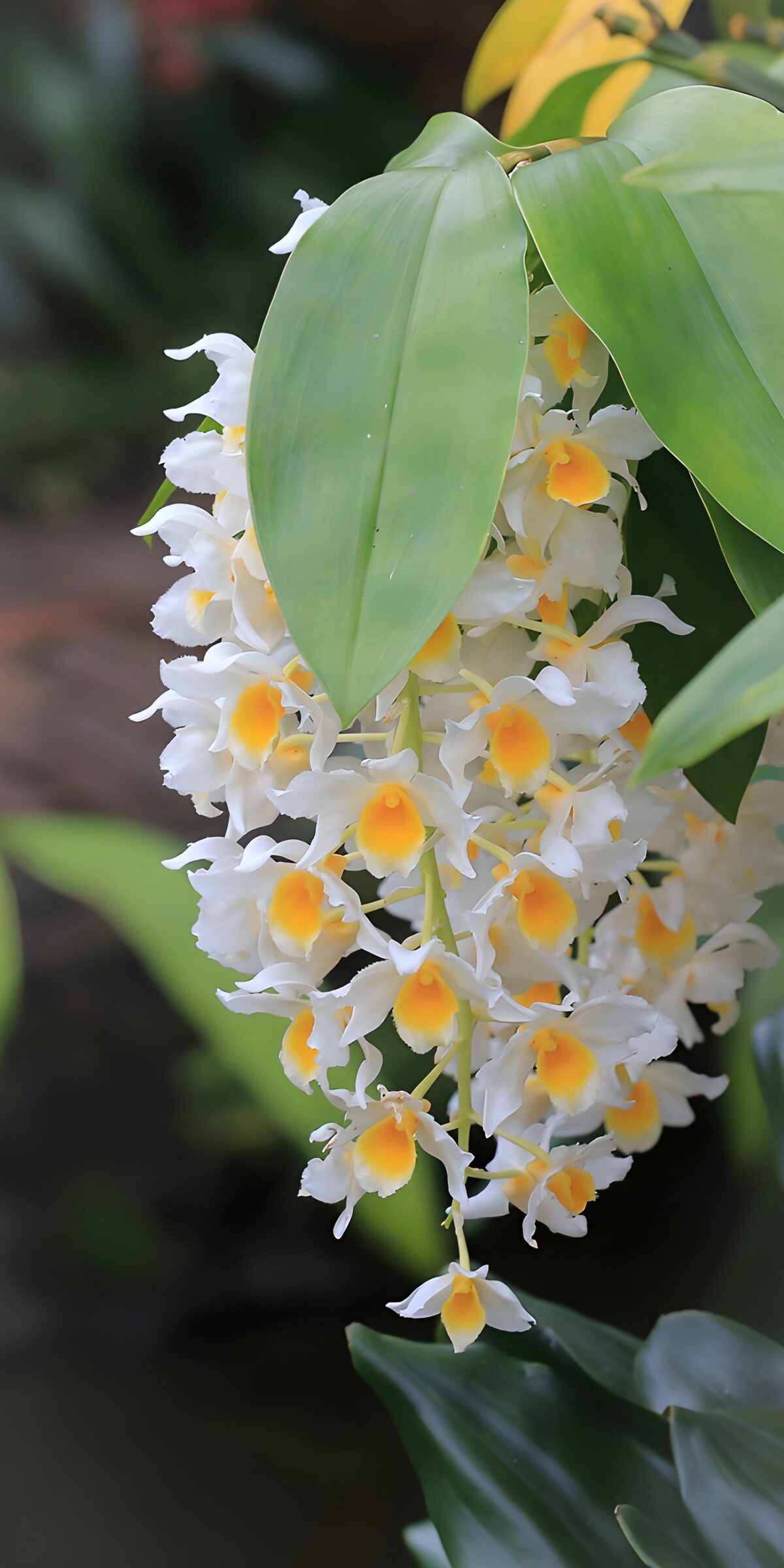 Weiße Orchideen mit goldgelber Mitte