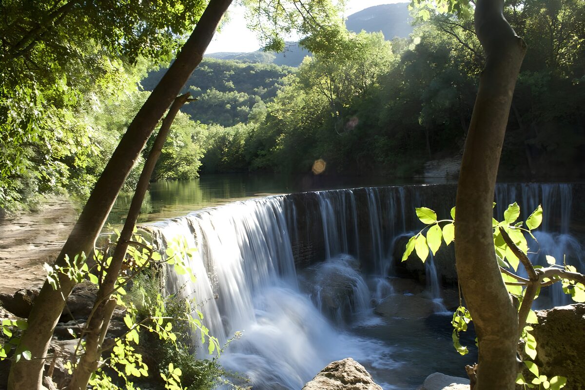 Breites Waldwehr im Sommerlicht