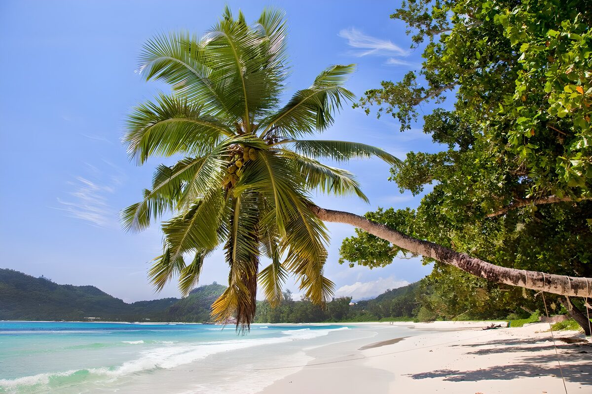 Kokospalme am sonnigen Sandstrand