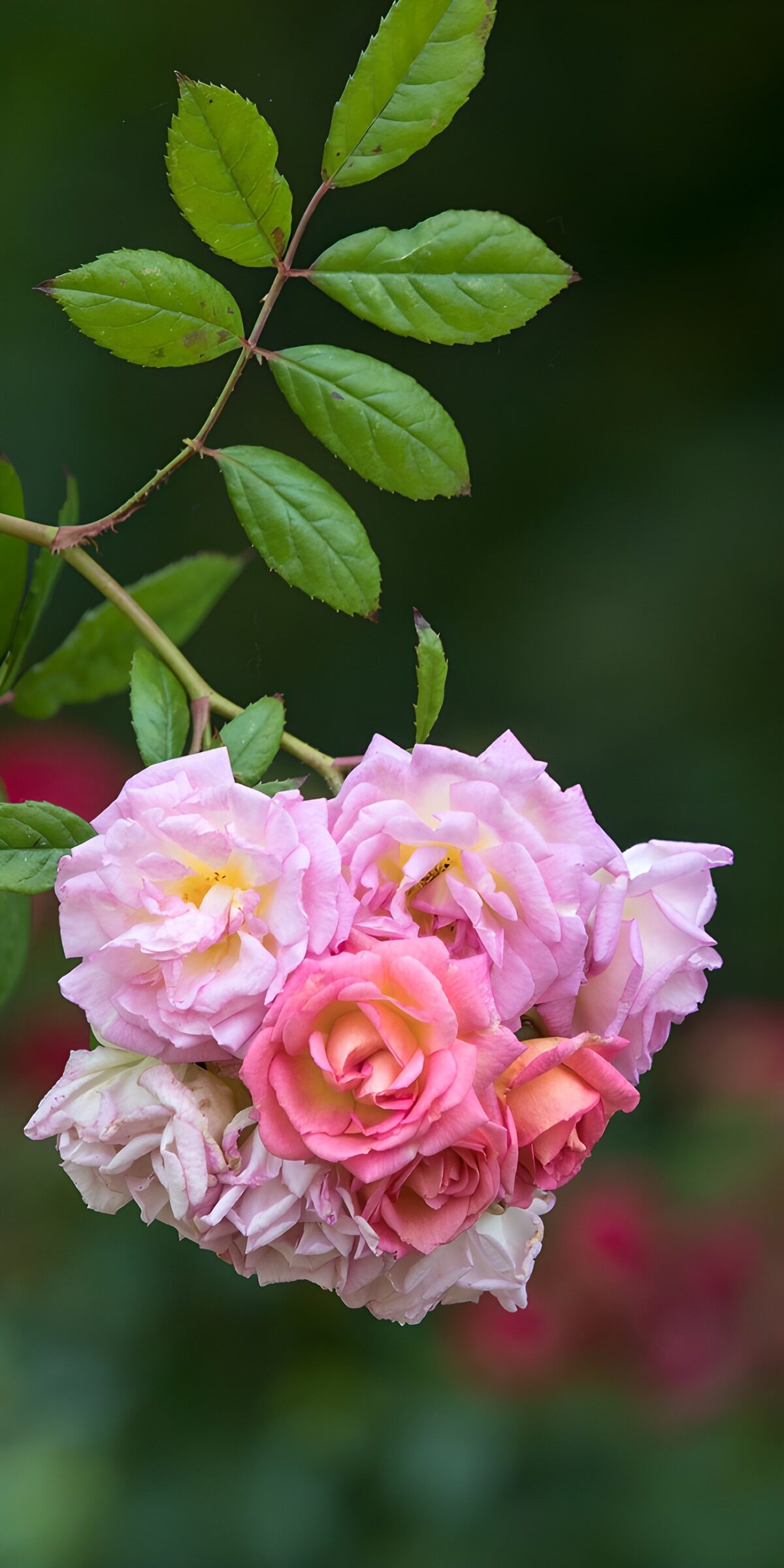 Rosa Rosenbüschel unter grünen Blättern