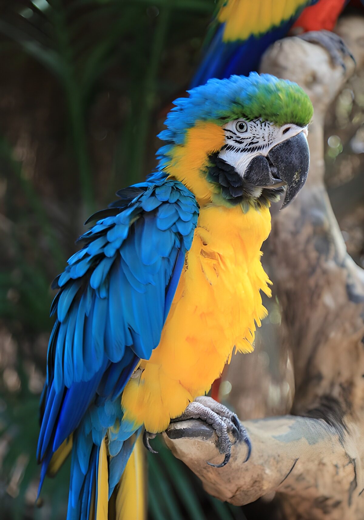 Blau-gelber Ara mit wachem Blick