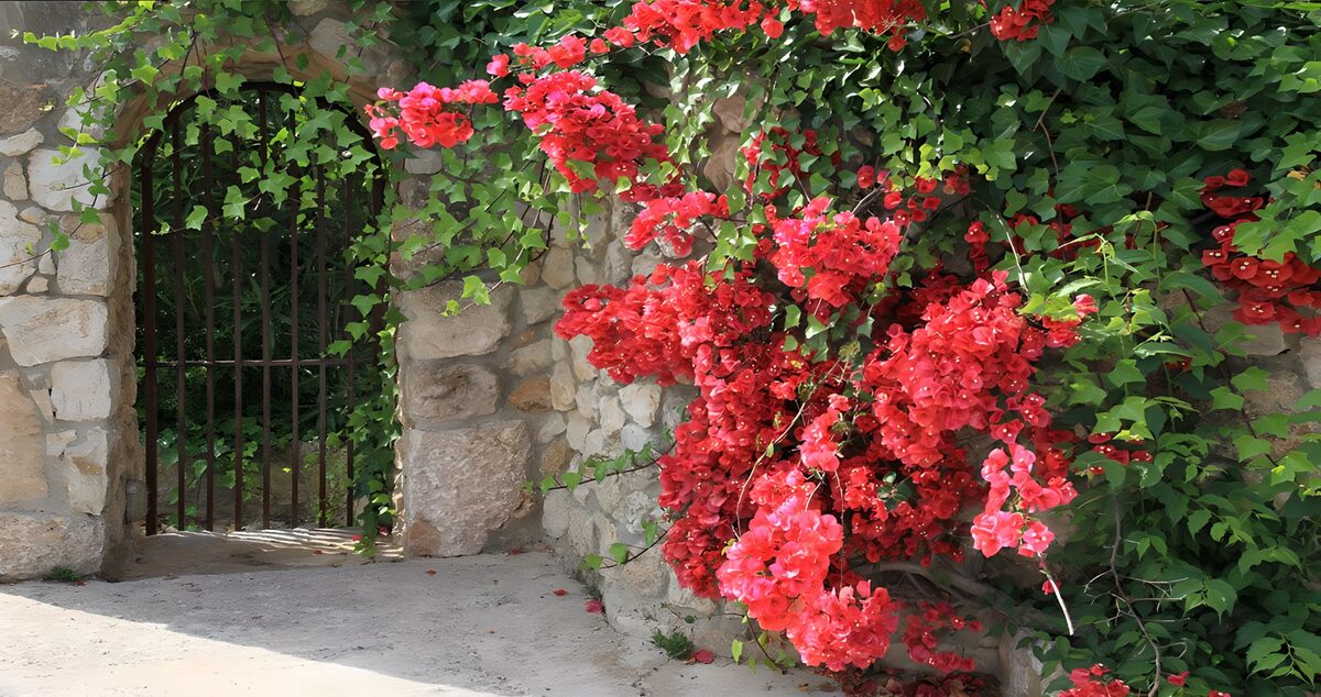 Eisentor und Bougainvillea im Sonnenlicht