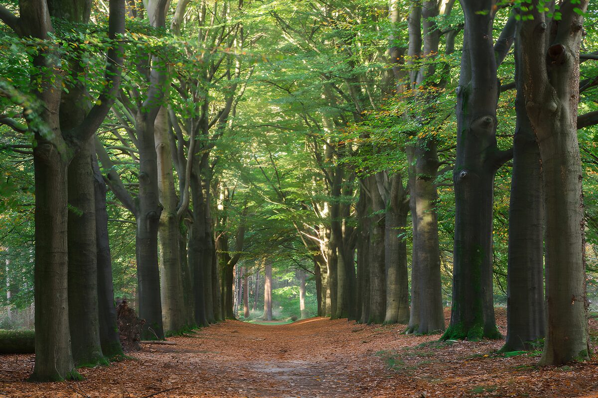 Buchenallee im frühen Herbst