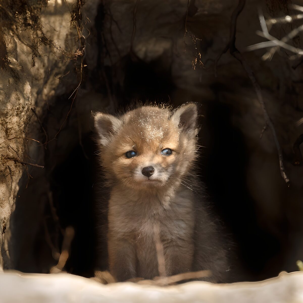 Fuchsjunges am Bau im warmen Licht