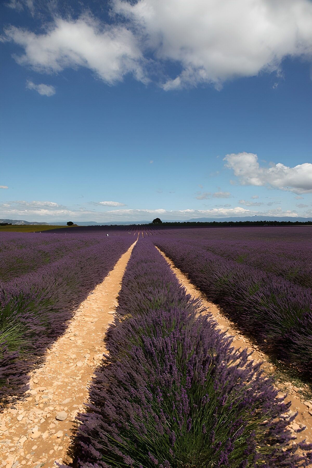 Lavendel bis zum Wolkenhimmel