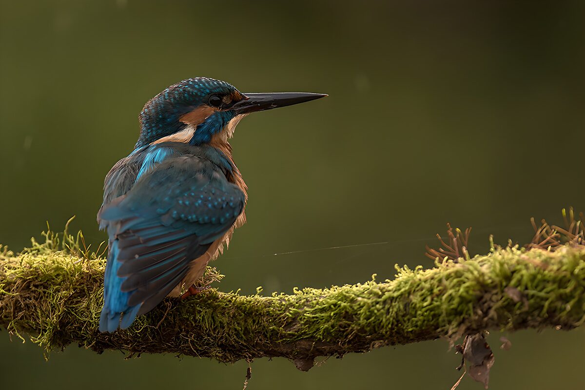 Eisvogel auf Moosast in ruhiger Pose