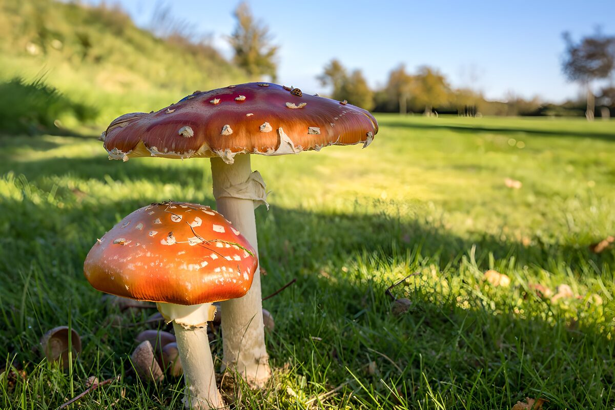 Zwei Fliegenpilze im sonnigen Gras