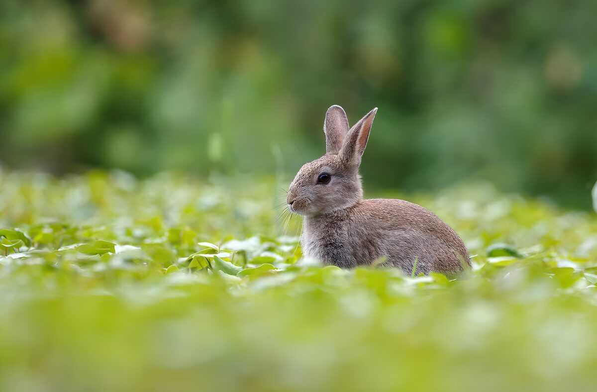 Kaninchen zwischen Gras und Blättern