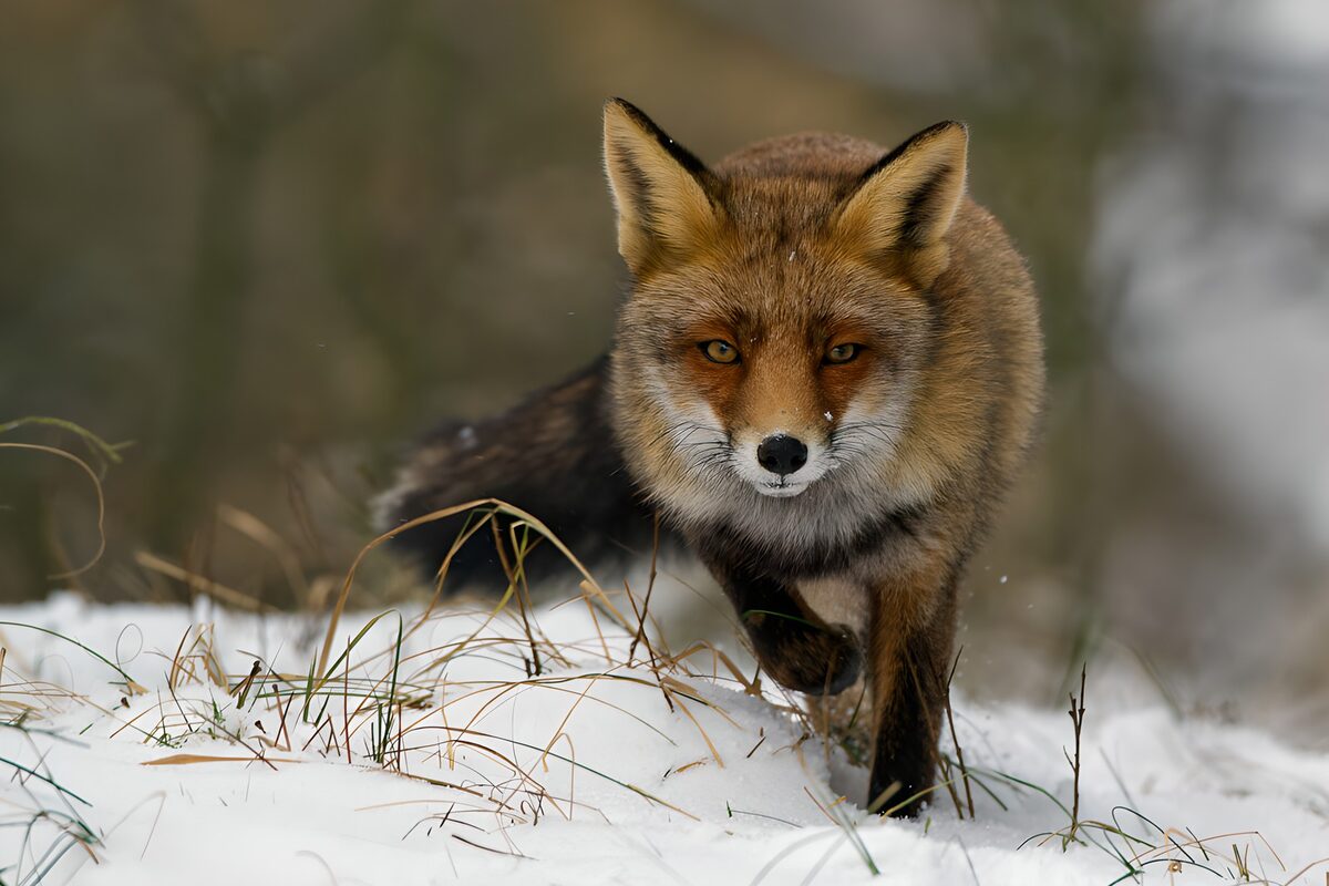 Rotfuchs in weißer Winterstille