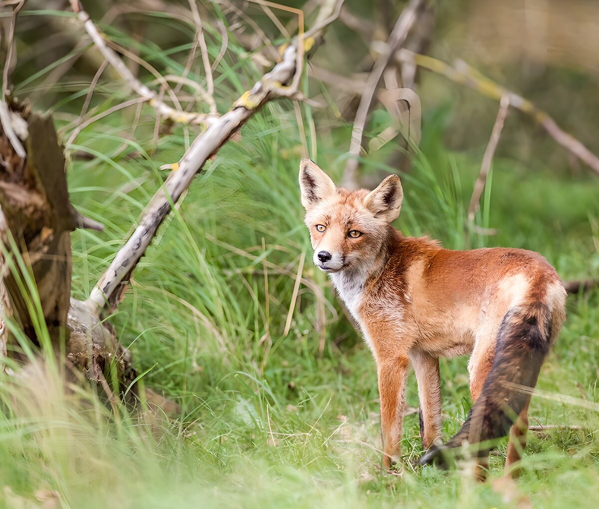 Rotfuchs im hohen Gras, wachsam und still
