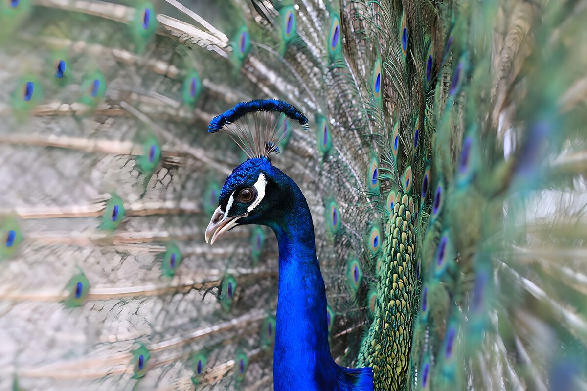 Blauer Pfau vor schillerndem Federfächer