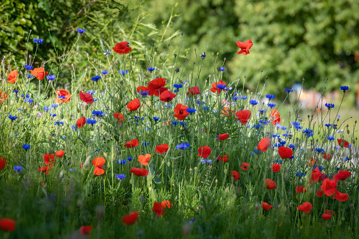 Mohn und Kornblumen im Sommergrün