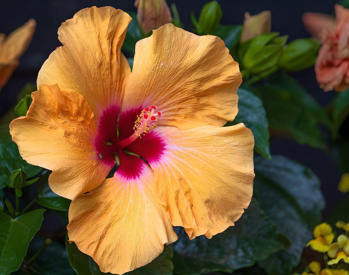 Apricotfarbener Hibiskus im Blättergrün