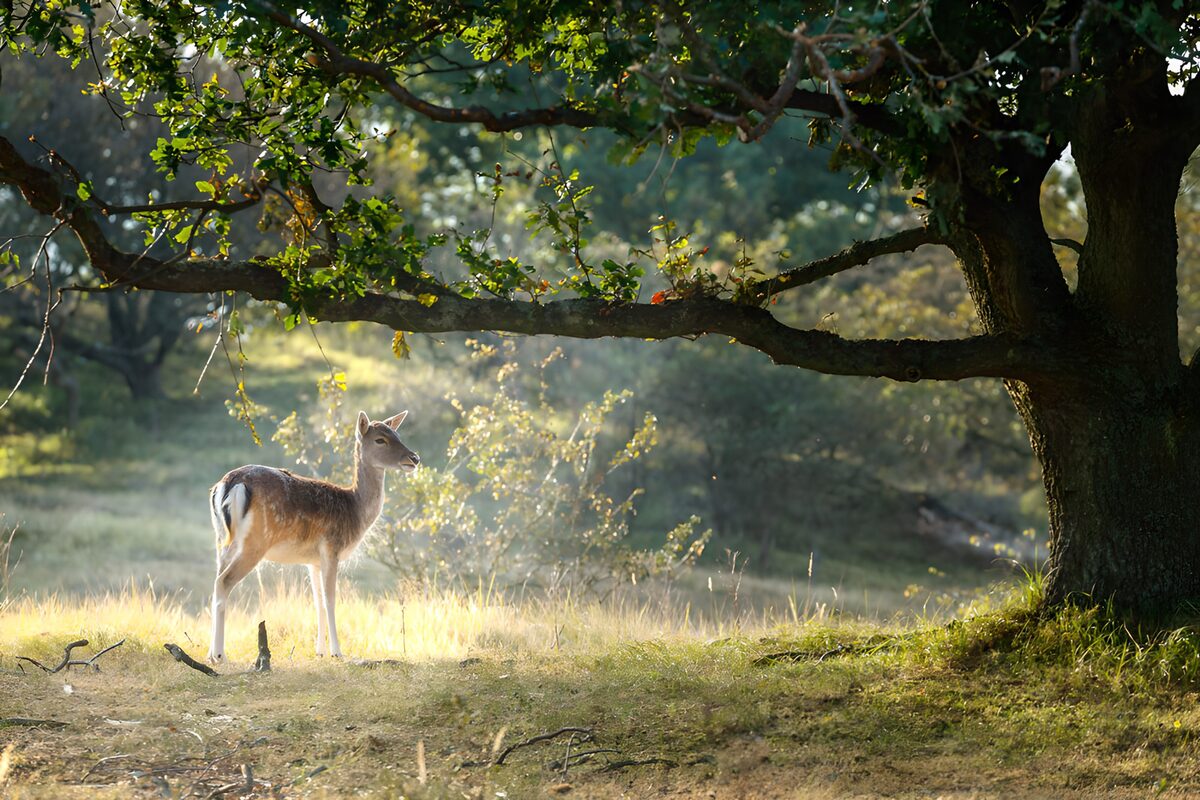 Hirsch im Sonnenlicht auf der Waldlichtung