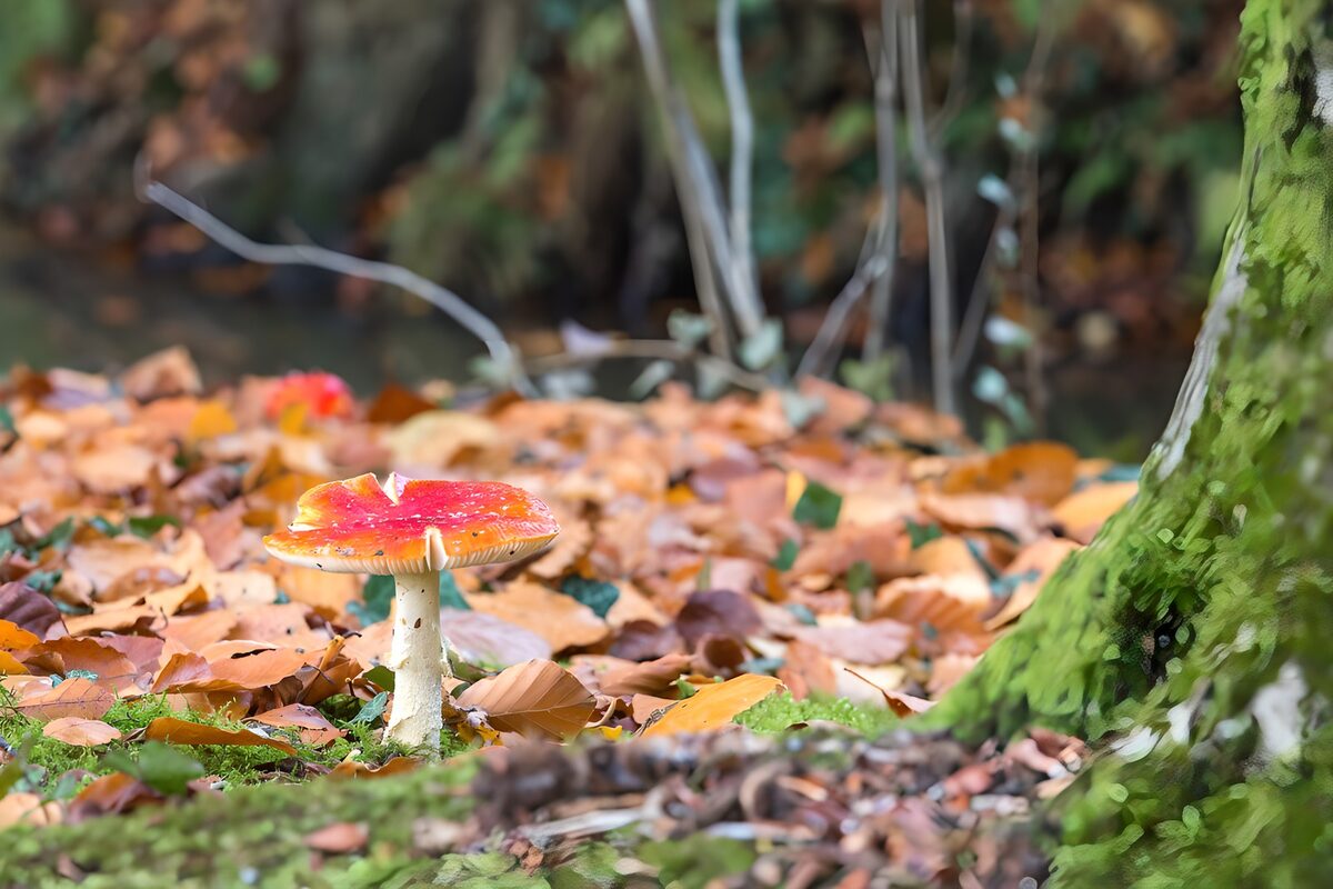 Fliegenpilz zwischen Moos und Herbstlaub