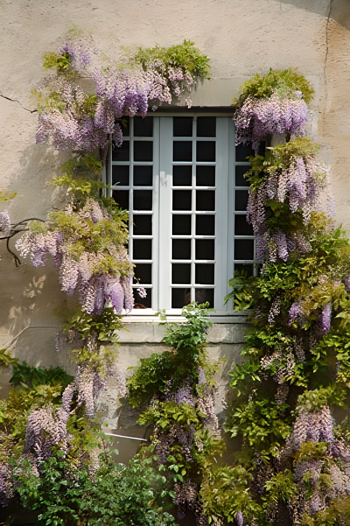 Weißes Fenster im lila Blütenrahmen