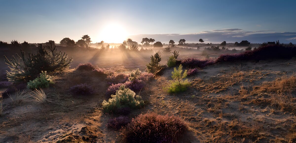 Sonnenaufgang über Heide und Sand