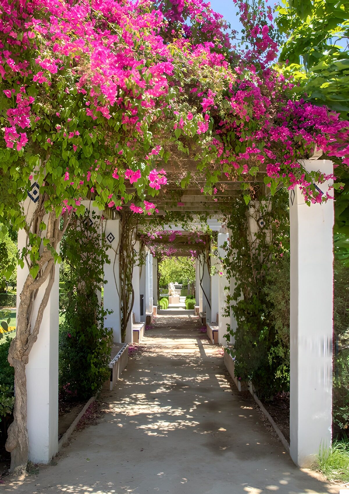 Bougainvillea-Pergola im Sonnenlicht