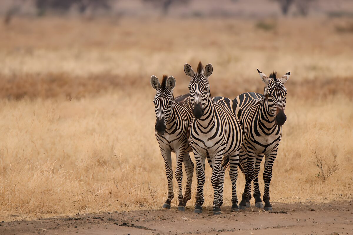 Drei Zebras im goldenen Gras