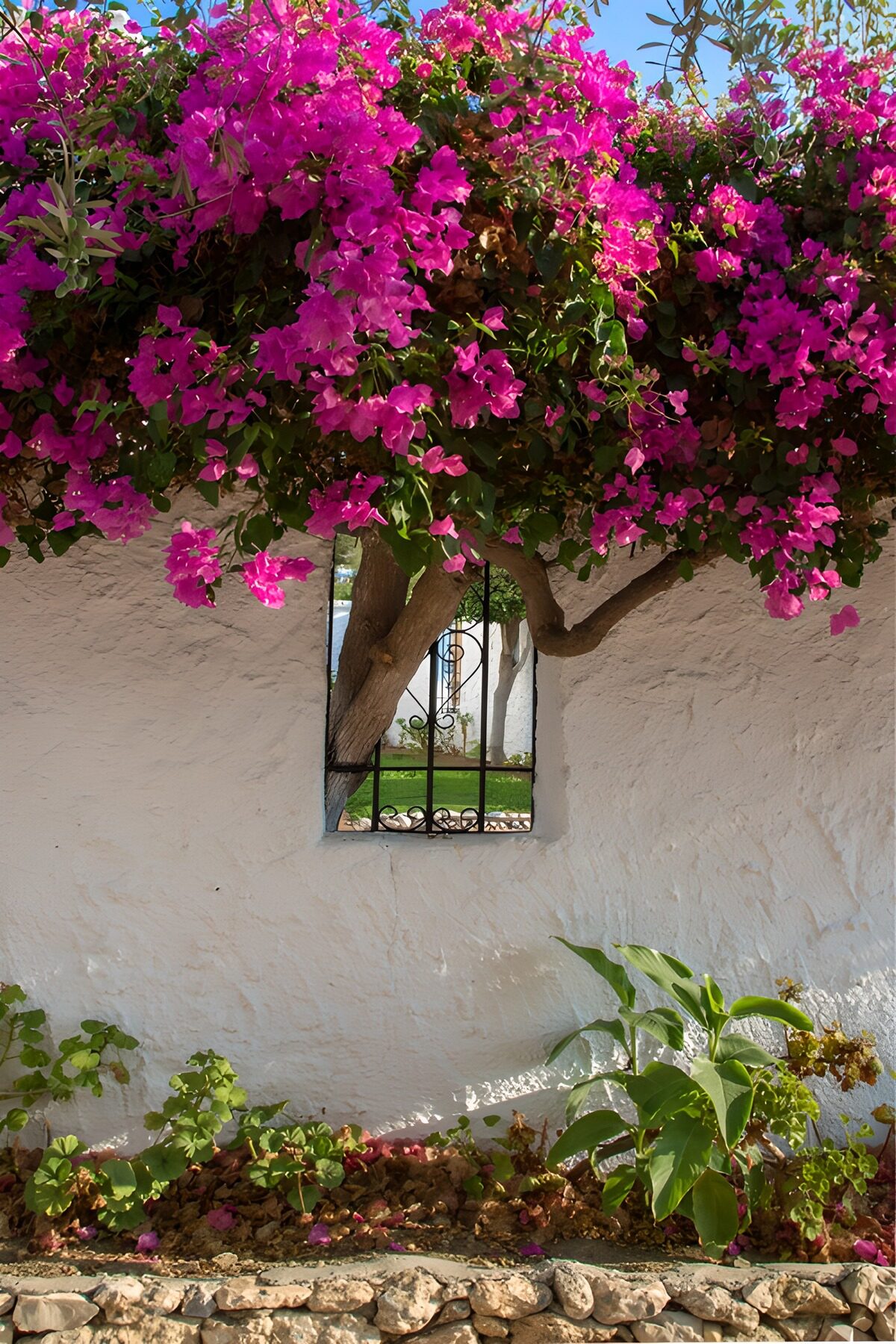 Bougainvillea an der sonnigen weißen Mauer