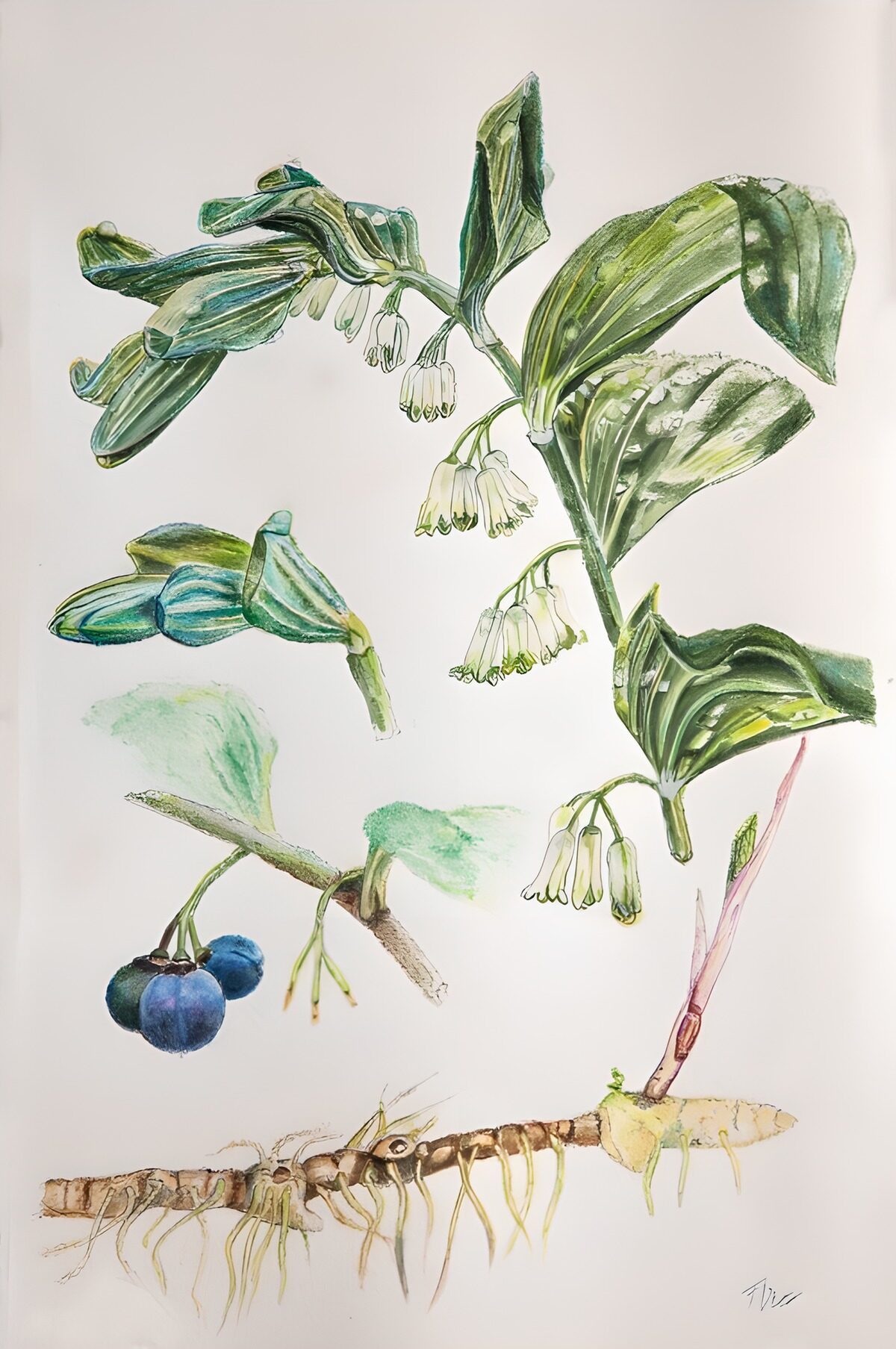 Salomonssiegel in zartem Aquarell