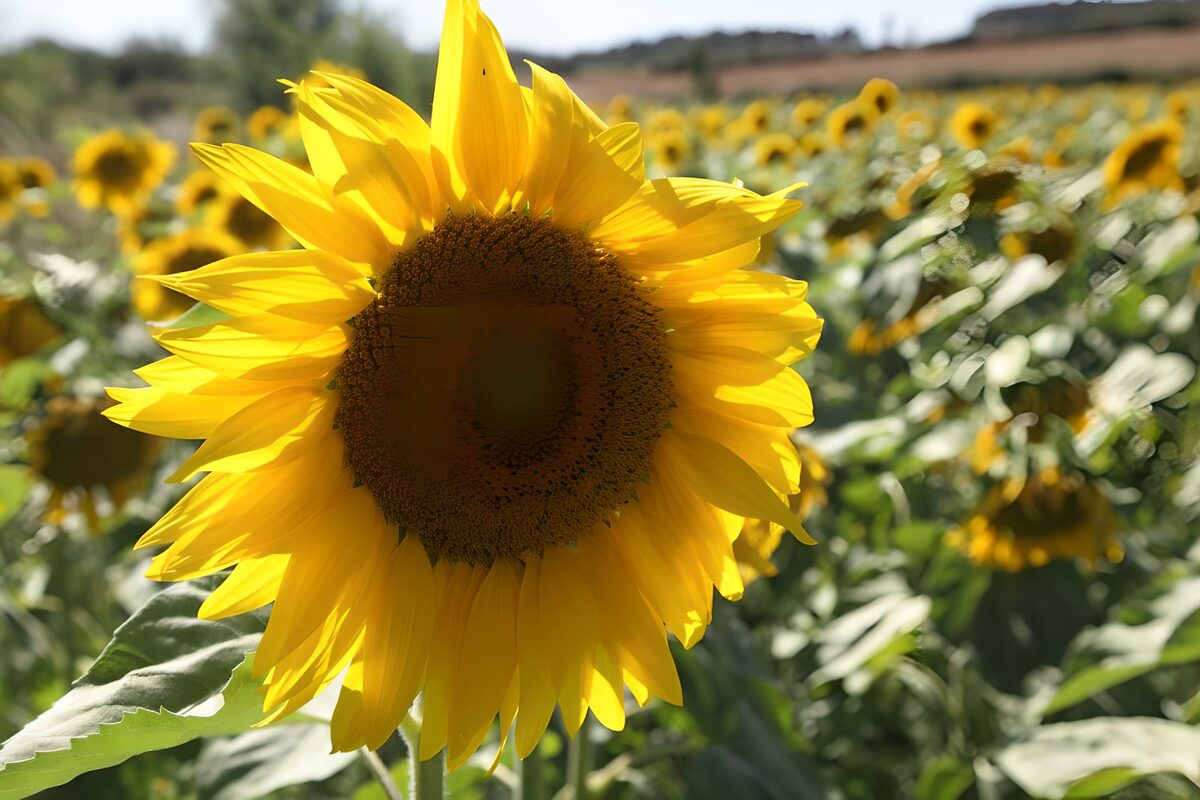 Sonnenblume im hellen Sommerlicht