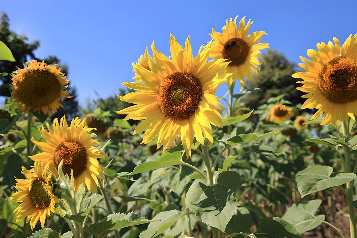 Sonnenblumen im hellen Sommerlicht