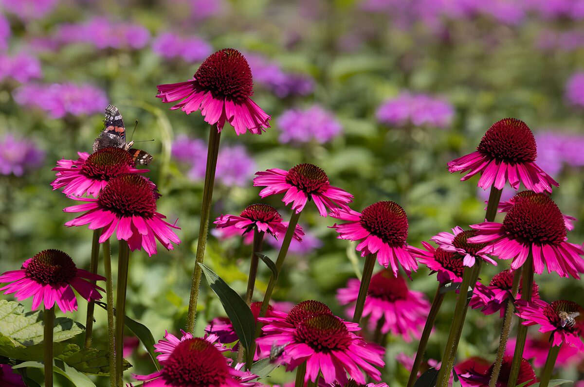 Pinker Sonnenhut mit Schmetterling