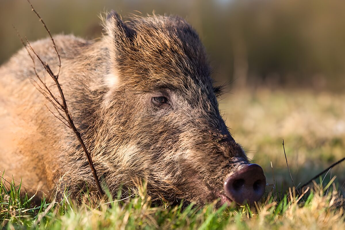 Ruhendes Wildschwein im Gras