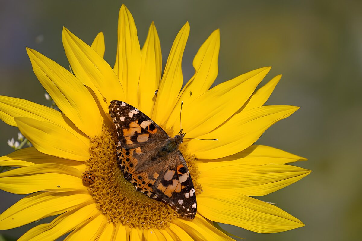 Distelfalter auf leuchtender Sonnenblume