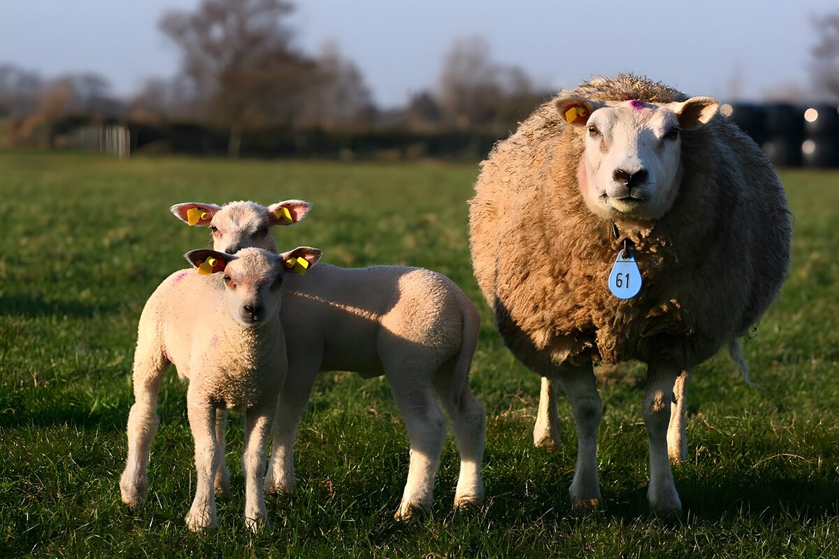 Ein Schaf und zwei Lämmer im Sonnenlicht