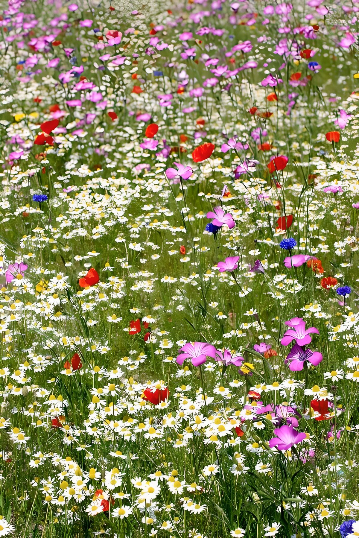 Bunte Sommerwiese mit Mohn und Kornblumen