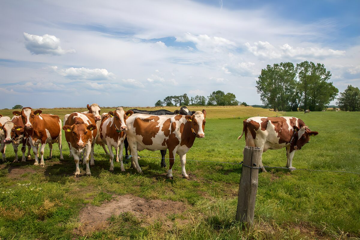 Rotbraune Rinder auf grüner Weide