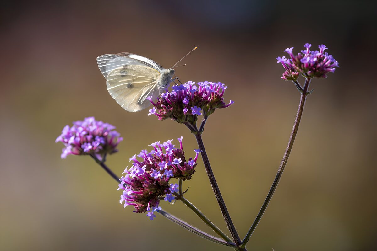 Weißer Schmetterling auf violetten Blüten