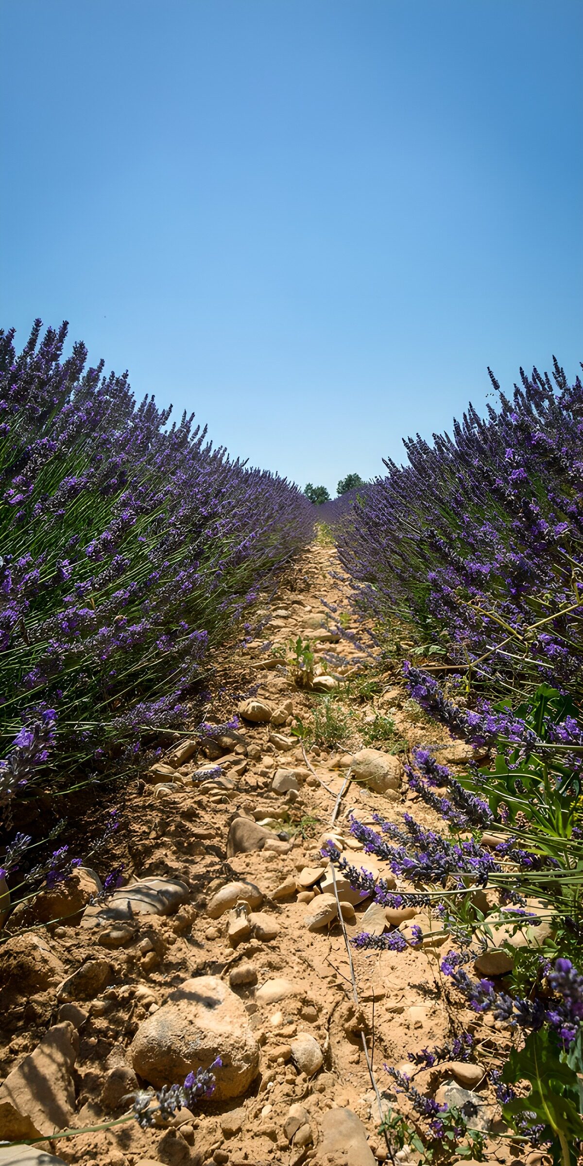 Ein Sommerweg zwischen Lavendel