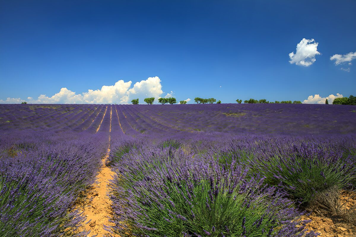 Violette Wellen bis zum Horizont