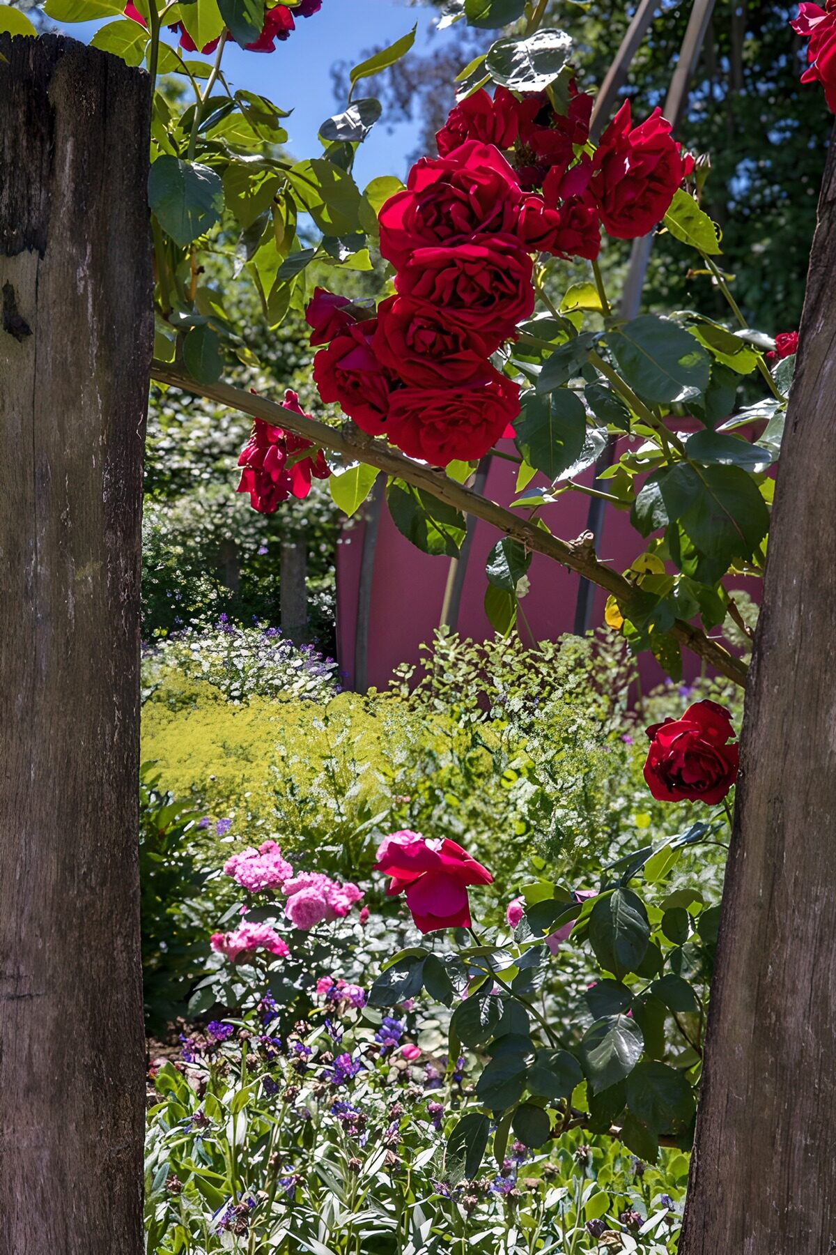 Rote Kletterrosen zwischen Holzpfosten