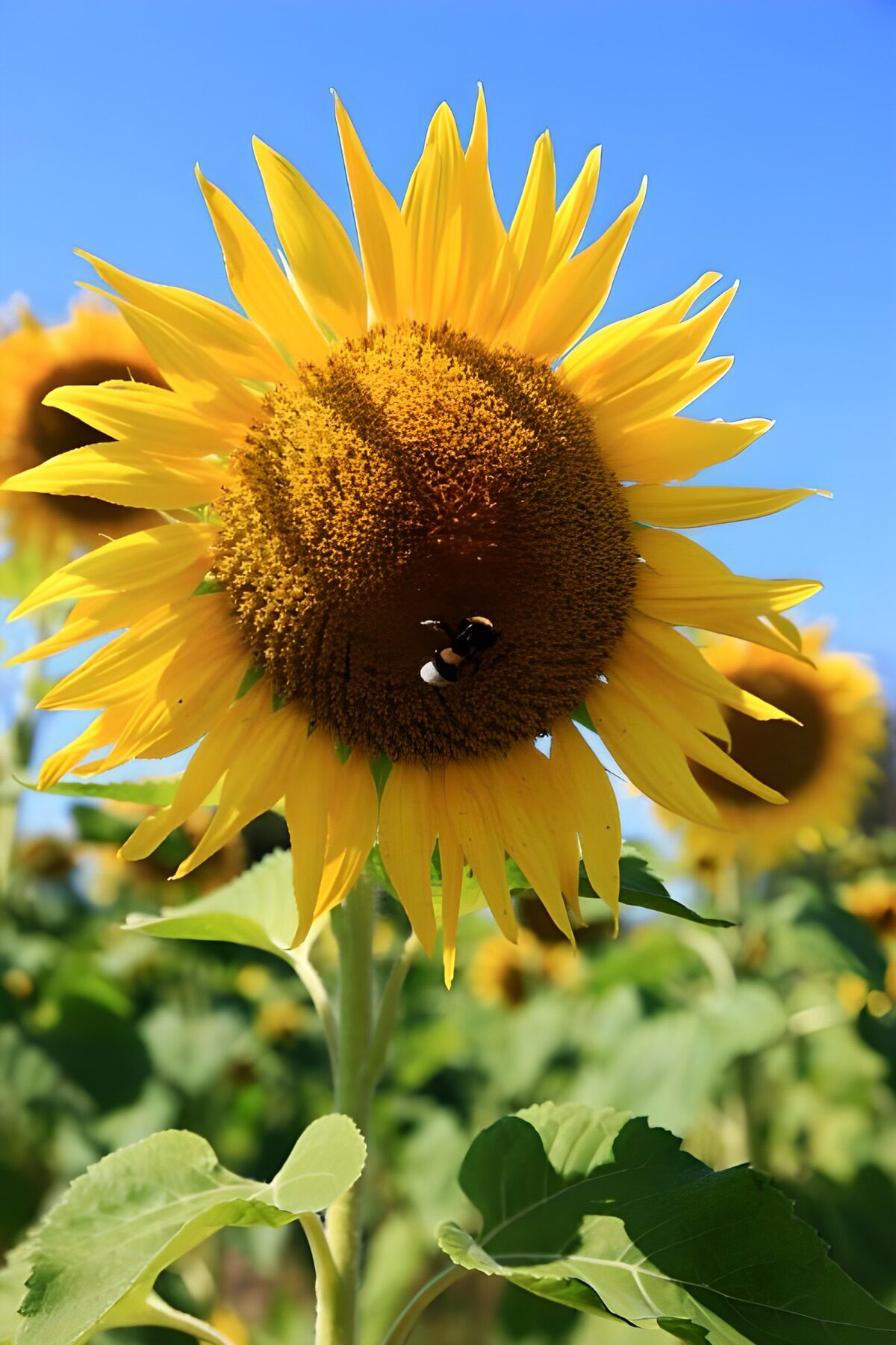 Sonnenblume mit Hummel im Sonnenlicht