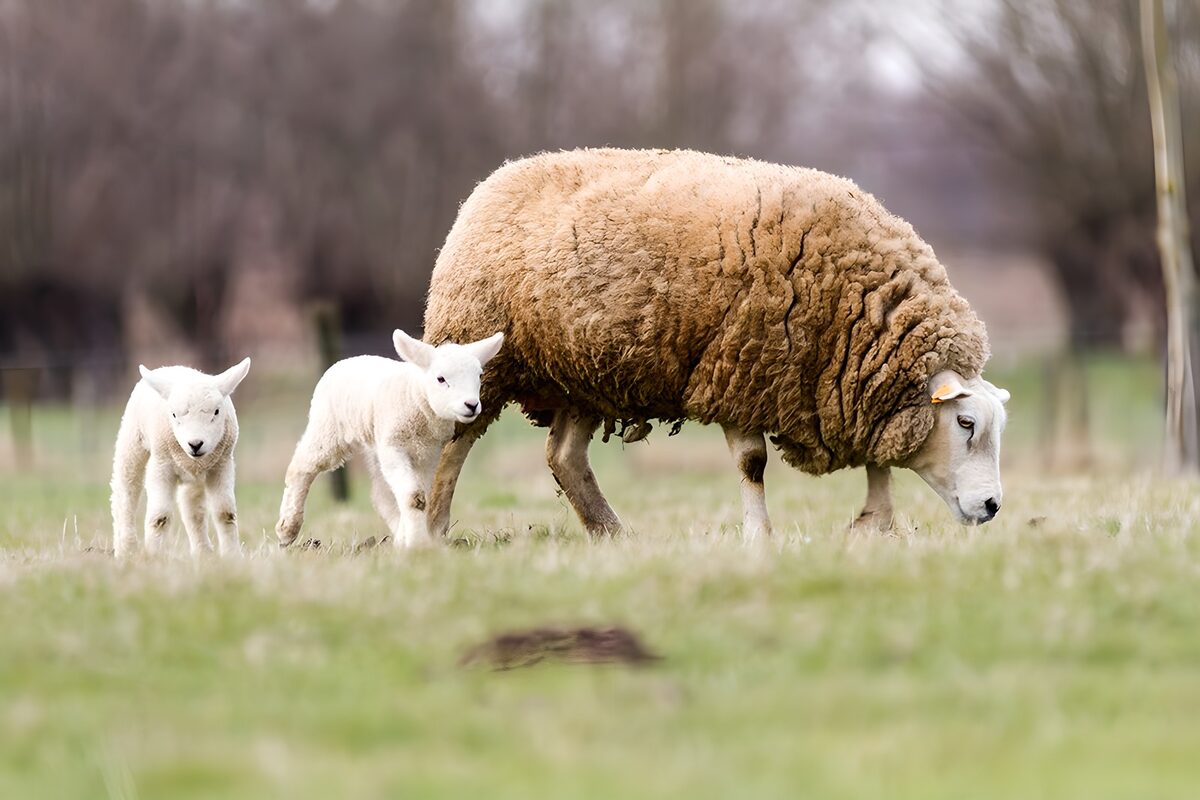 Mutterschaf mit zwei Lämmern im Gras
