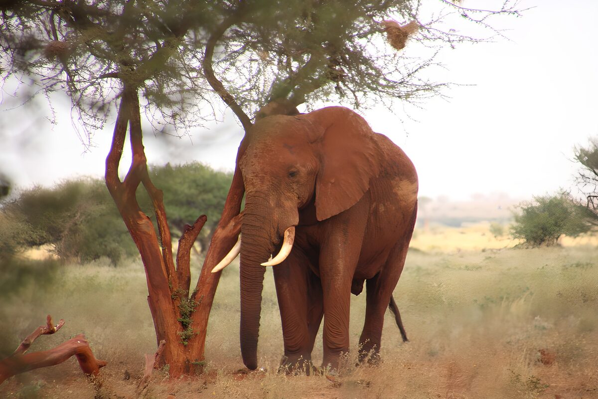 Elefant am Baum im trockenen Gras